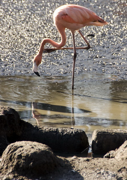 25_flamingoskreuz