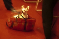 08_taschenhund